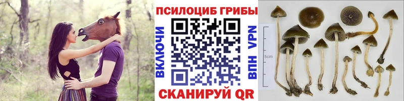 Псилоцибиновые грибы мицелий  Купить где  Буинск 